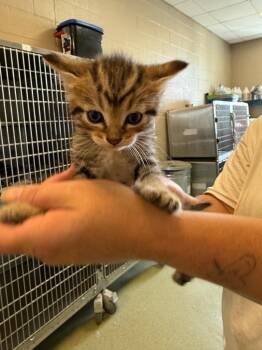 Jax -  Domestic Short Hair Cat for Adoption in Gallatin, Tennessee - Jax | PetCurious