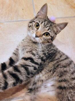 Domestic Short Hair Cats Available for Adoption in Cincinnati, Ohio - Tricycle | PetCurious