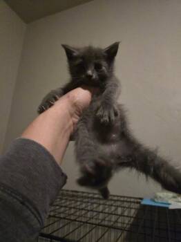 Domestic Short Hair Cats Available for Adoption in Brookings, Oregon - Joey | PetCurious