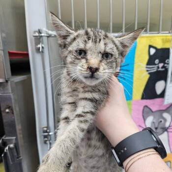 American -  Domestic Short Hair Cat for Adoption in Ridgely, Maryland - American | PetCurious
