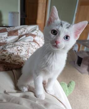Parsley #2 -  Domestic Short Hair Cat for Adoption in Westfield, Wisconsin - Parsley #2 | PetCurious