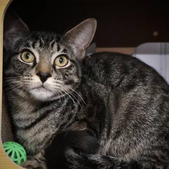 Rescue Tabby and Domestic Short Hair Cats for Adoption in Briarcliff Manor, New York - Spoon | PetCurious