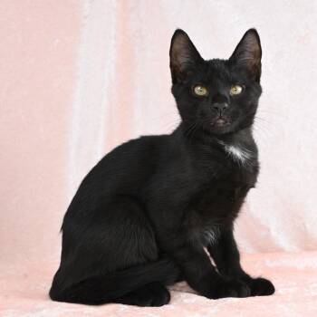 Jewel -  Domestic Short Hair Cat for Adoption in Mobile, Alabama - Jewel | PetCurious