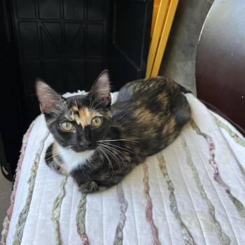 Mocha -  Domestic Short Hair Cat for Adoption in Davis, California - Mocha | PetCurious