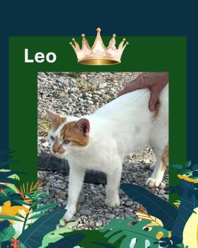 Rescue American Shorthair Cats for Adoption - Leo | PetCurious