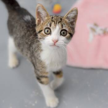 Rescue Domestic Short Hair Cats for Adoption in Kailua-kona, Hawaii - Jingle | PetCurious