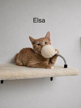 Elsa -  Domestic Short Hair Cat for Adoption in Groveland, Massachusetts - Elsa | PetCurious