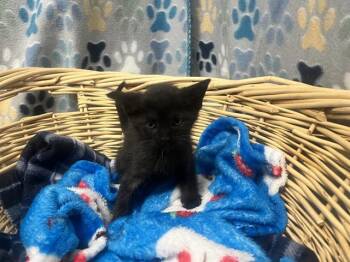 Domestic Short Hair Cats Available for Adoption in Rosenberg, Texas - EVA | PetCurious