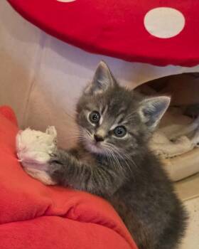 Dior -  Domestic Short Hair Cat for Adoption in Pomona, New York - Dior | PetCurious