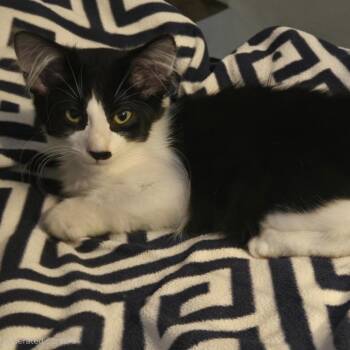 Scooby -  Domestic Medium Hair Cat for Adoption in Bentonville, Arkansas - Scooby | PetCurious