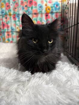 Domestic Long Hair Cats Available for Adoption - Persephone | PetCurious