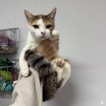 Rescue Calico and Domestic Short Hair Cats for Adoption in Columbia, South Carolina - Carolina | PetCurious