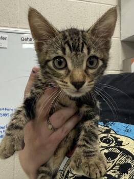 Hemmingway -  Domestic Short Hair Cat for Adoption in Fishers, Indiana - Hemmingway | PetCurious