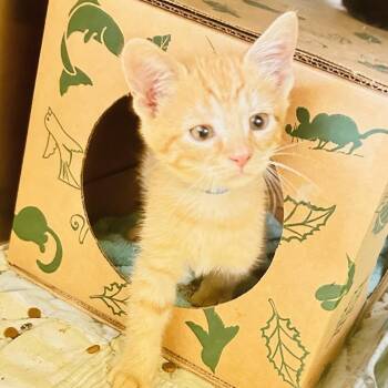 Marriott [blue] -  Domestic Short Hair Cat for Adoption in Baltimore, Maryland - Marriott [blue] | PetCurious