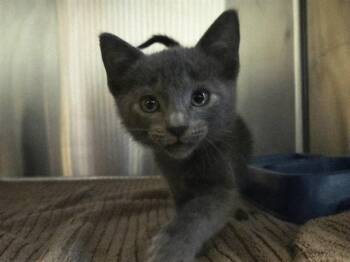 A1053500 -  Domestic Short Hair Cat for Adoption in Martinez, California - A1053500 | PetCurious