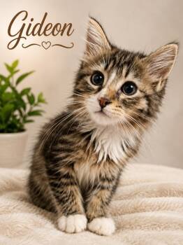 Gideon -  Domestic Medium Hair Cat for Adoption in Dalton, Georgia - Gideon | PetCurious