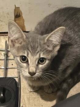 Rescue Domestic Short Hair Cats for Adoption in Tampa, Florida - Jasie | PetCurious