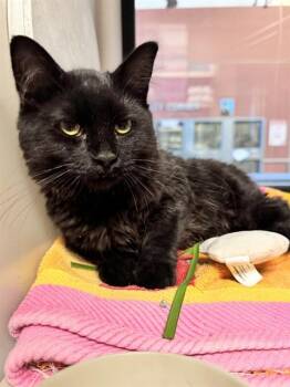 TRUFFLE -  Domestic Medium Hair Cat for Adoption in San Jose, California - TRUFFLE | PetCurious