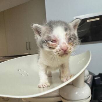 Domestic Short Hair Cats Available for Adoption in Columbus, Georgia - Hot Wheel 1241 | PetCurious