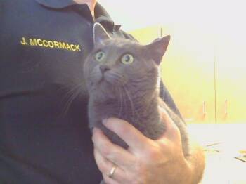 Rescue Domestic Short Hair Cats for Adoption in Sacramento, California - GEORGE | PetCurious