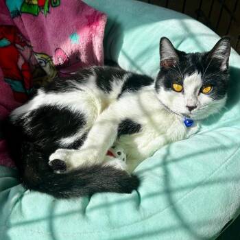 Domestic Short Hair Cats Available for Adoption - Smurf | PetCurious