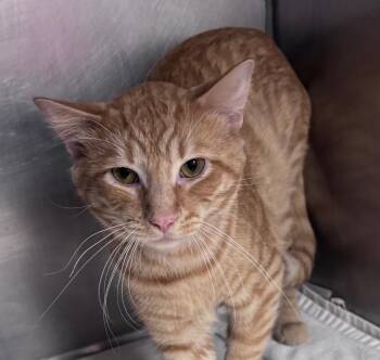 Stripes -  Domestic Short Hair Cat for Adoption in Little Rock, Arkansas - Stripes | PetCurious