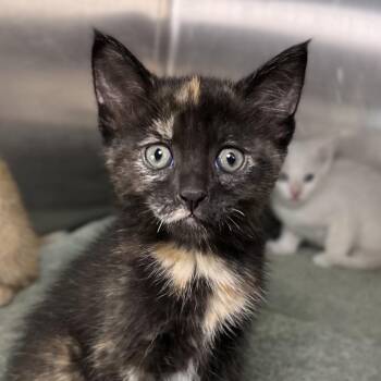 Chocolate -  Domestic Short Hair Cat for Adoption in Palm Springs, California - Chocolate | PetCurious