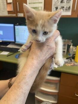 Domestic Short Hair Cats Available for Adoption in West Valley City, Utah - A121511 | PetCurious