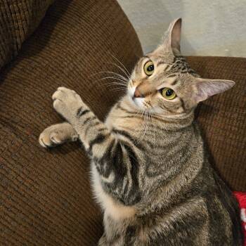 Rescue American Shorthair Cats for Adoption in Houston, Texas - Sweetie | PetCurious