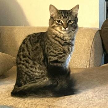 Rescue Domestic Short Hair Cats for Adoption in Sandy Springs, Georgia - Asher | PetCurious