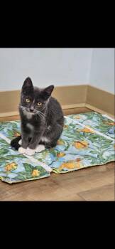 Rescue Domestic Short Hair Cats for Adoption in Towanda, Pennsylvania - Sage | PetCurious
