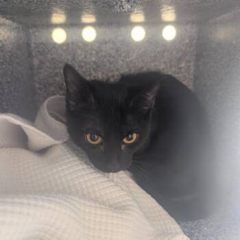 Umbra -  Domestic Short Hair Cat for Adoption in Pasadena, California - Umbra | PetCurious