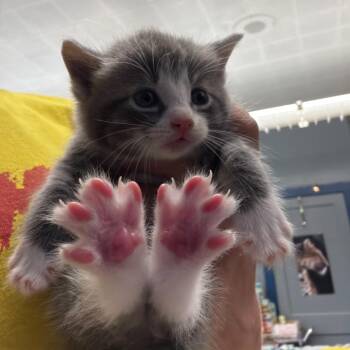 Domestic Long Hair Cats Available for Adoption in Summerlee, West Virginia - Richard | PetCurious