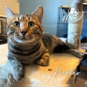 Pickles -  Domestic Short Hair Cat for Adoption in Youngwood, Pennsylvania - Pickles | PetCurious