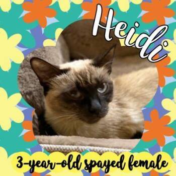 Heidi -  Siamese Cat for Adoption in Salida, California - Heidi | PetCurious