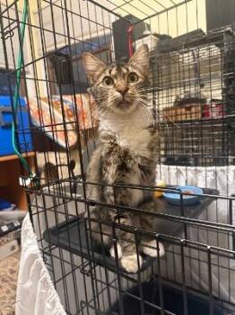 Coreline -  Domestic Medium Hair Cat for Adoption in Mokena, Illinois - Coreline | PetCurious