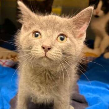 Coleslaw -  Domestic Short Hair Cat for Adoption in Concord, North Carolina - Coleslaw | PetCurious