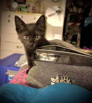 Susu Watari -  Domestic Short Hair Cat for Adoption in Dallas, Texas - Susu Watari | PetCurious