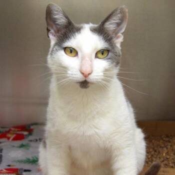 Lucy -  Domestic Short Hair Cat for Adoption in Newark, New Jersey - Lucy | PetCurious