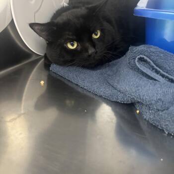 Spooky -  Domestic Short Hair Cat for Adoption in Cranston, Rhode Island - Spooky | PetCurious