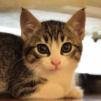 Tiny Tim -  Domestic Medium Hair Cat for Adoption in Goleta, California - Tiny Tim | PetCurious