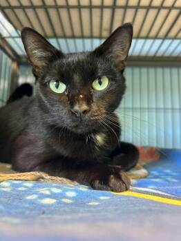 Midnight -  Domestic Short Hair Cat for Adoption in Sebastian, Florida - Midnight | PetCurious
