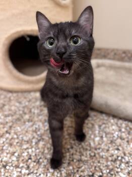 Domestic Short Hair Cats Available for Adoption - Mochi | PetCurious