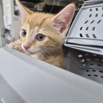 Domestic Short Hair Cats Available for Adoption in Newark, New Jersey - Jockey | PetCurious