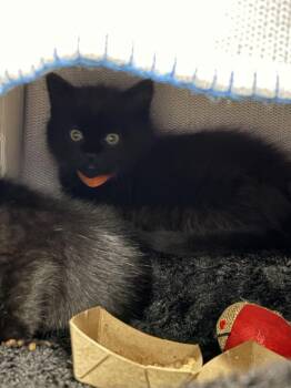 Danger -  Domestic Short Hair Cat for Adoption in Alexandria, Virginia - Danger | PetCurious