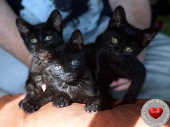 Domestic Short Hair Cats Available for Adoption in Sidney, Ohio - Simon | PetCurious