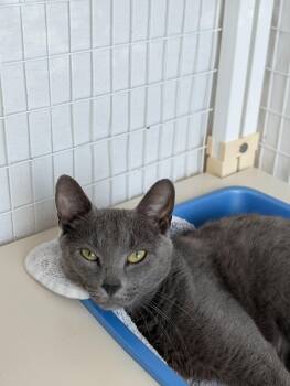 Jenny -  Domestic Short Hair Cat for Adoption in Chambersburg, Pennsylvania - Jenny | PetCurious