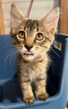 Domestic Medium Hair Cats Available for Adoption in St. Cloud, Florida - Doyle | PetCurious