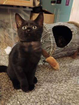 Bluth Family: Lindsay -  Domestic Short Hair Cat for Adoption - Bluth Family: Lindsay | PetCurious
