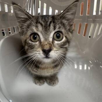 Maranta 7770 -  Domestic Short Hair Cat for Adoption in Hamilton, Georgia - Maranta 7770 | PetCurious